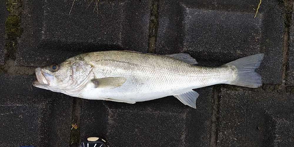 Fbe4f35a3172eb88f9665c898959742a